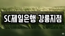 SC제일은행 강릉지점